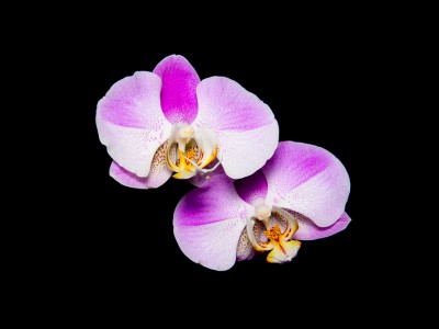 Ballade de l’orchidée coupée